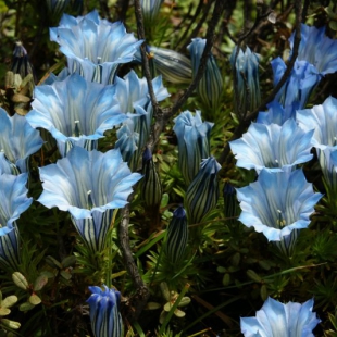 Gentiana arethusae